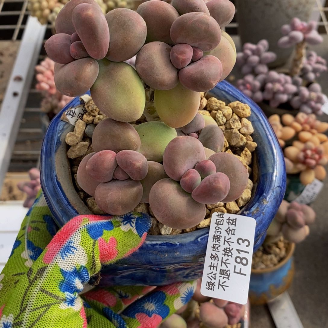 芒果奶酪813/10c m