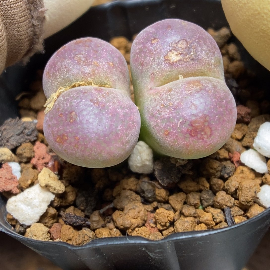 多肉植物肉锥杂交K-093风铃杂 气泡窗 伤特 原300