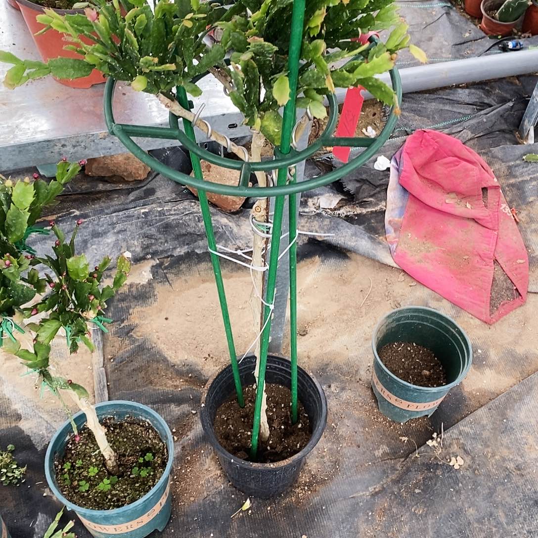 卖***姐完全开放福利款树型
