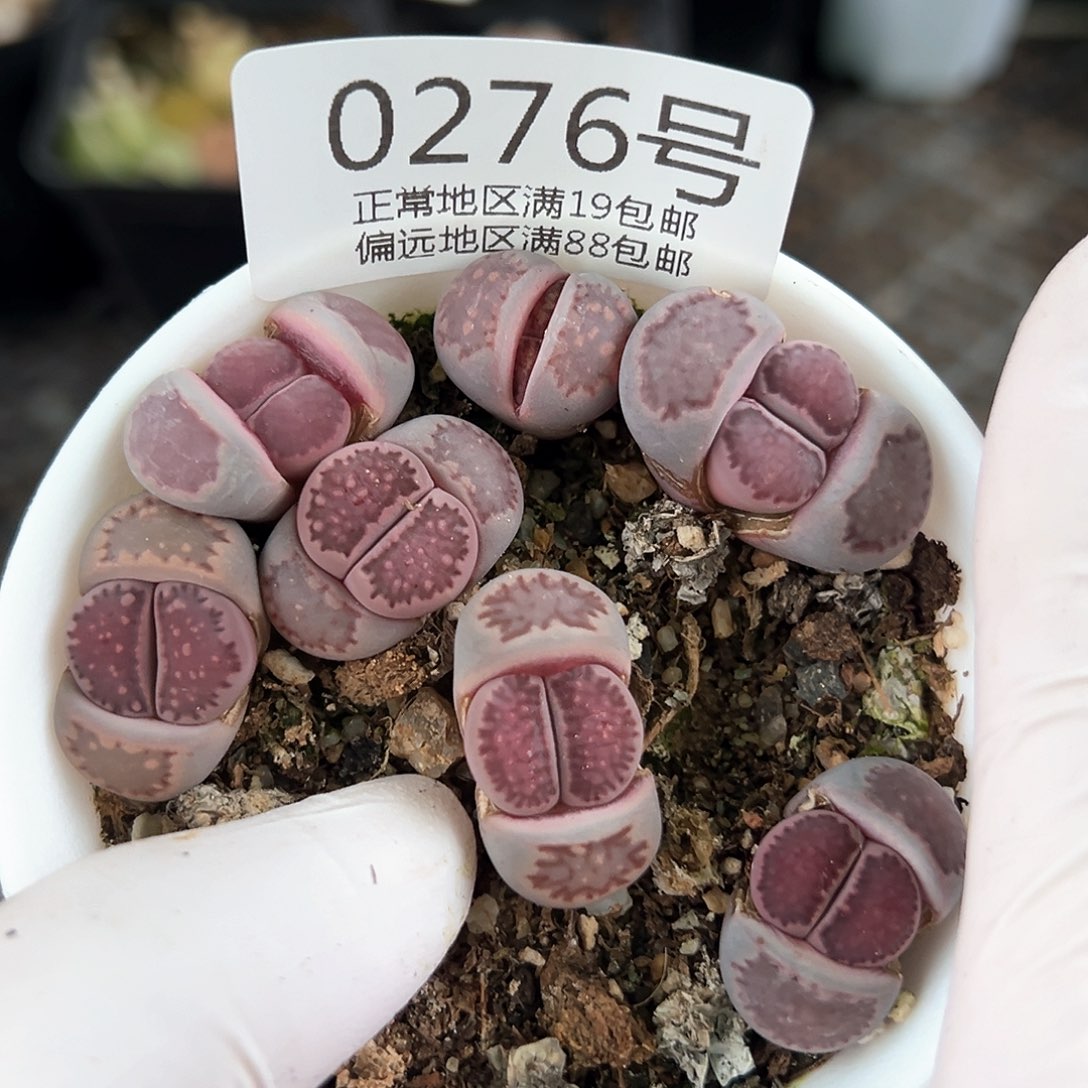 好养易活生石花大母本0276