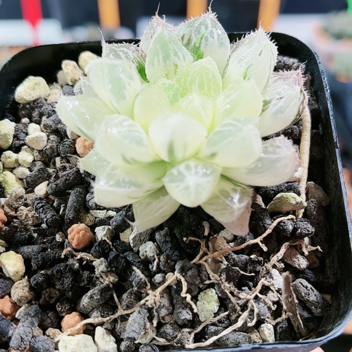 【闪购商品】楼兰锦