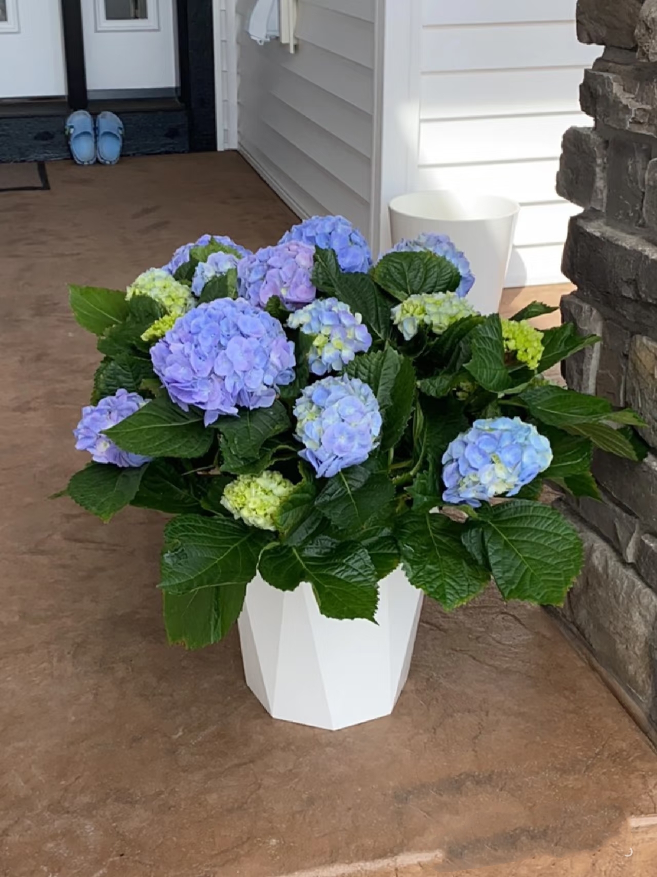 洋绣球（带瓷盆）