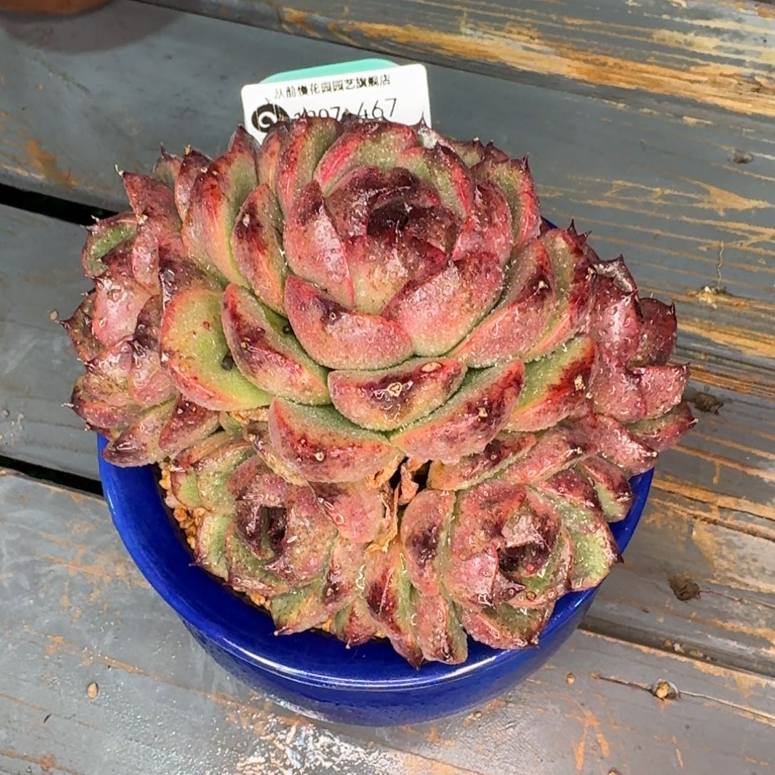 从前慢多肉精选编号1207.467