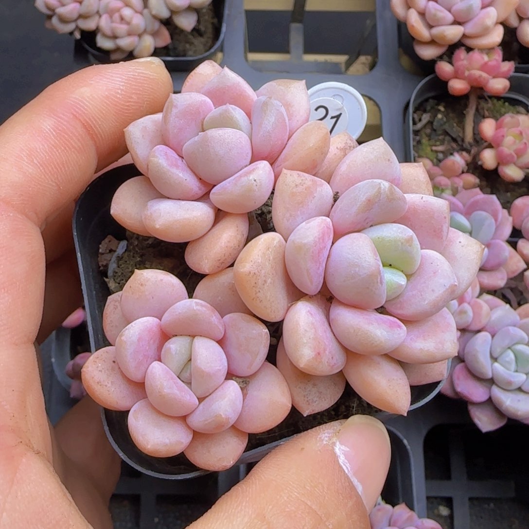 会****阳粉色系3头老装一颗