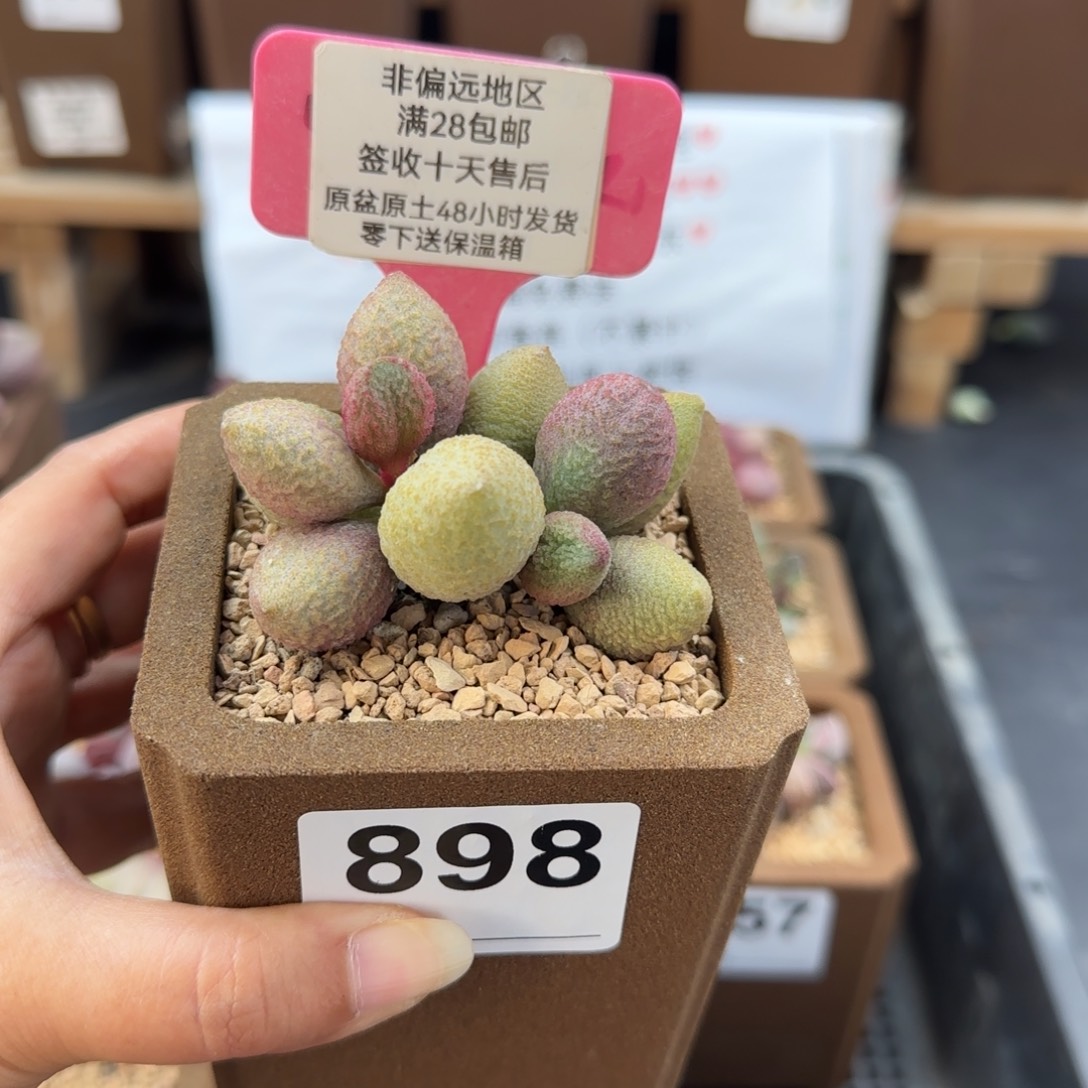 ****奇898金桔多肉的植物