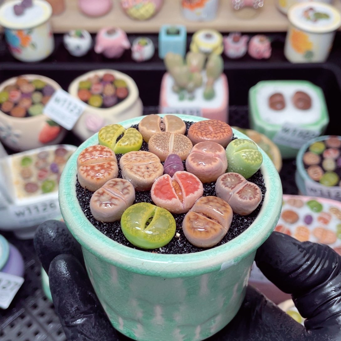 w1132--带盆土发货，零下地区拍保温箱