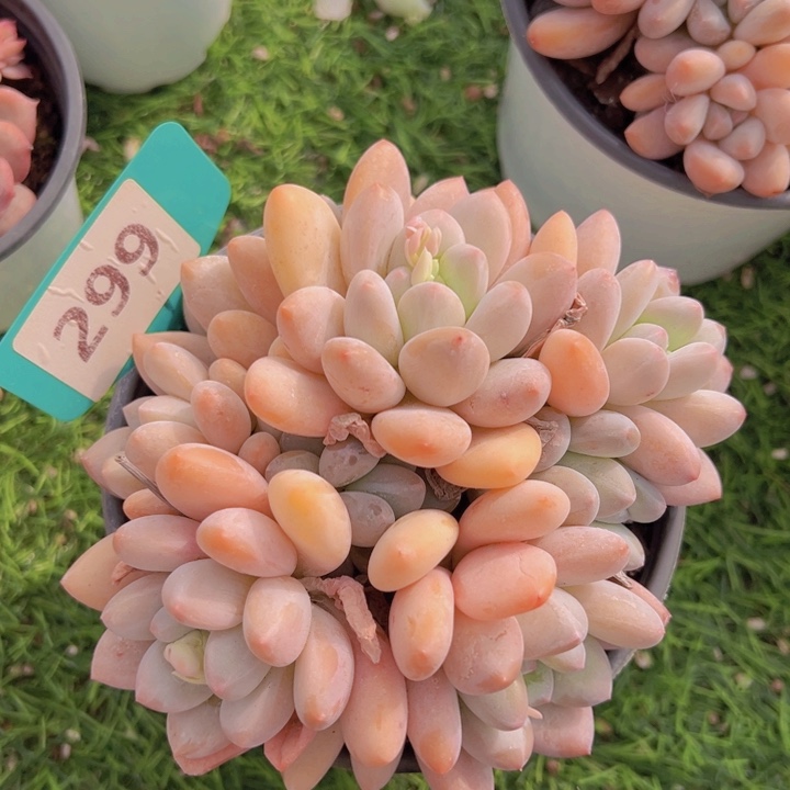 健健康康平平安安