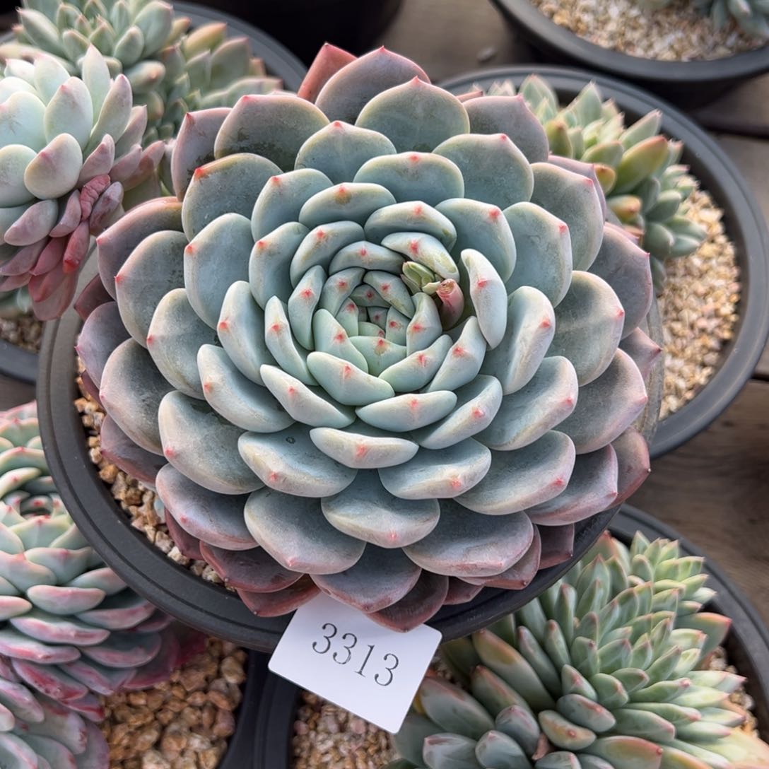 锋**月3313肉肉肉肉肉肉