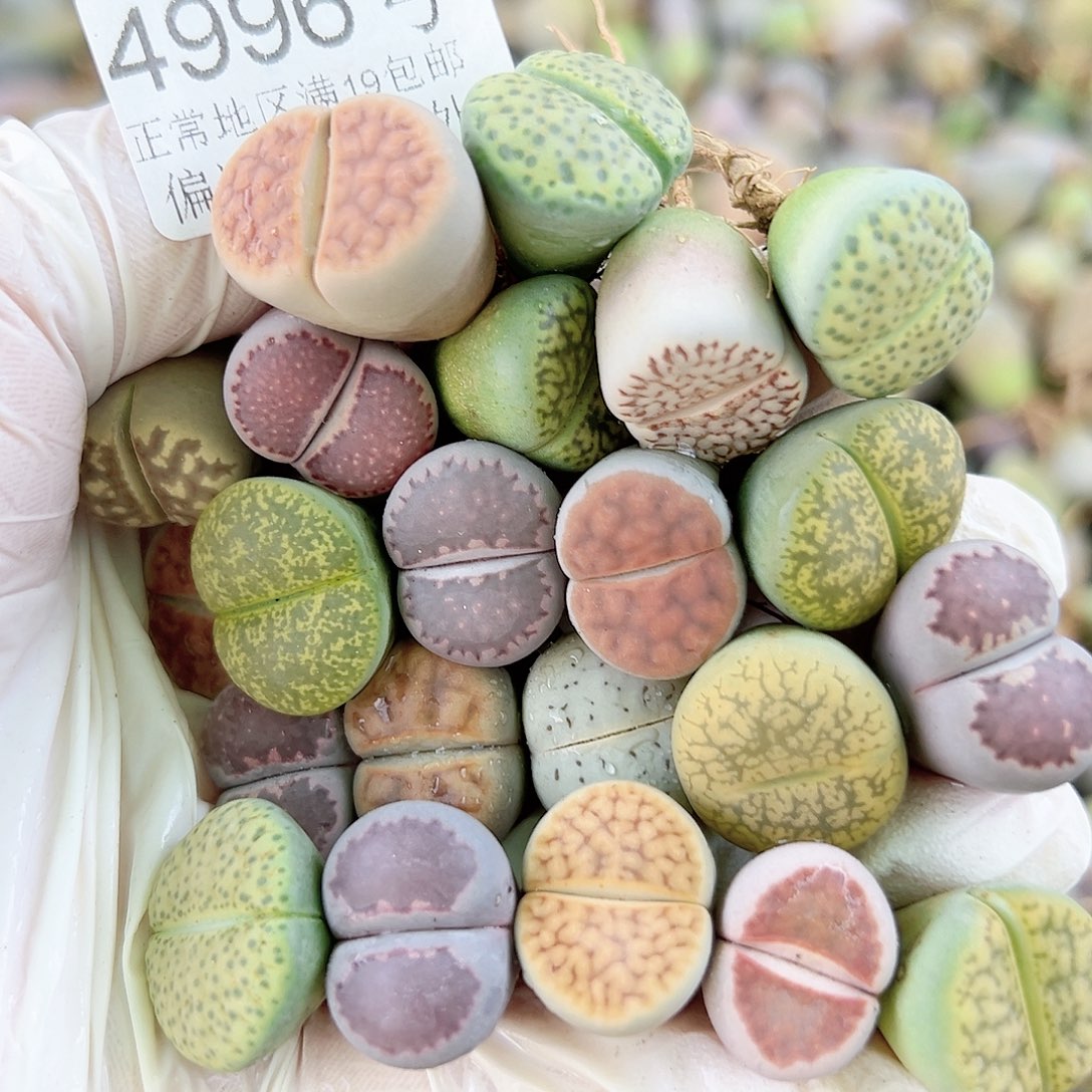 4996 好养易活生石花大母本22个1.5cm左右