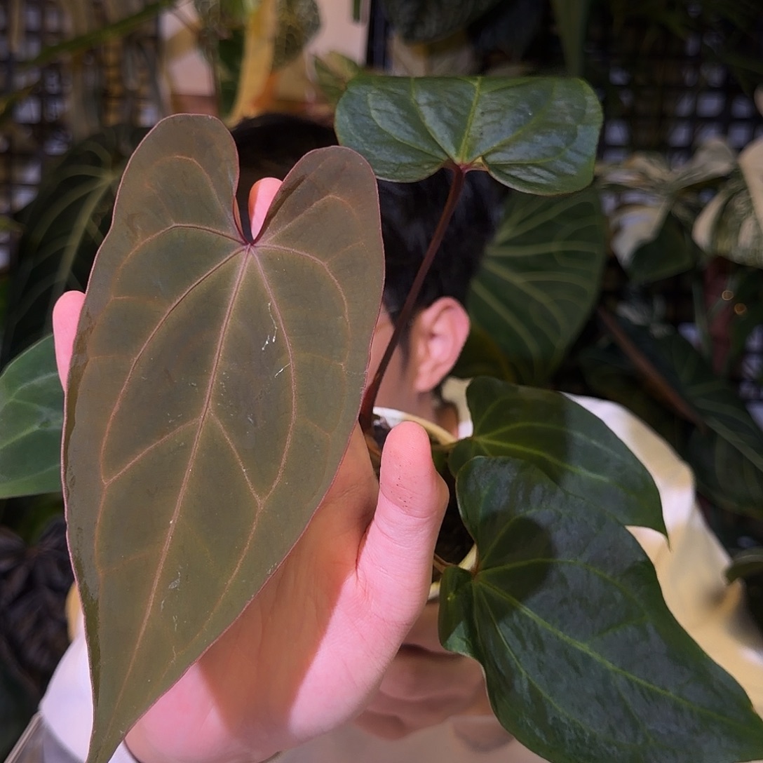 完全开放G89  紫色梦幻paipLG