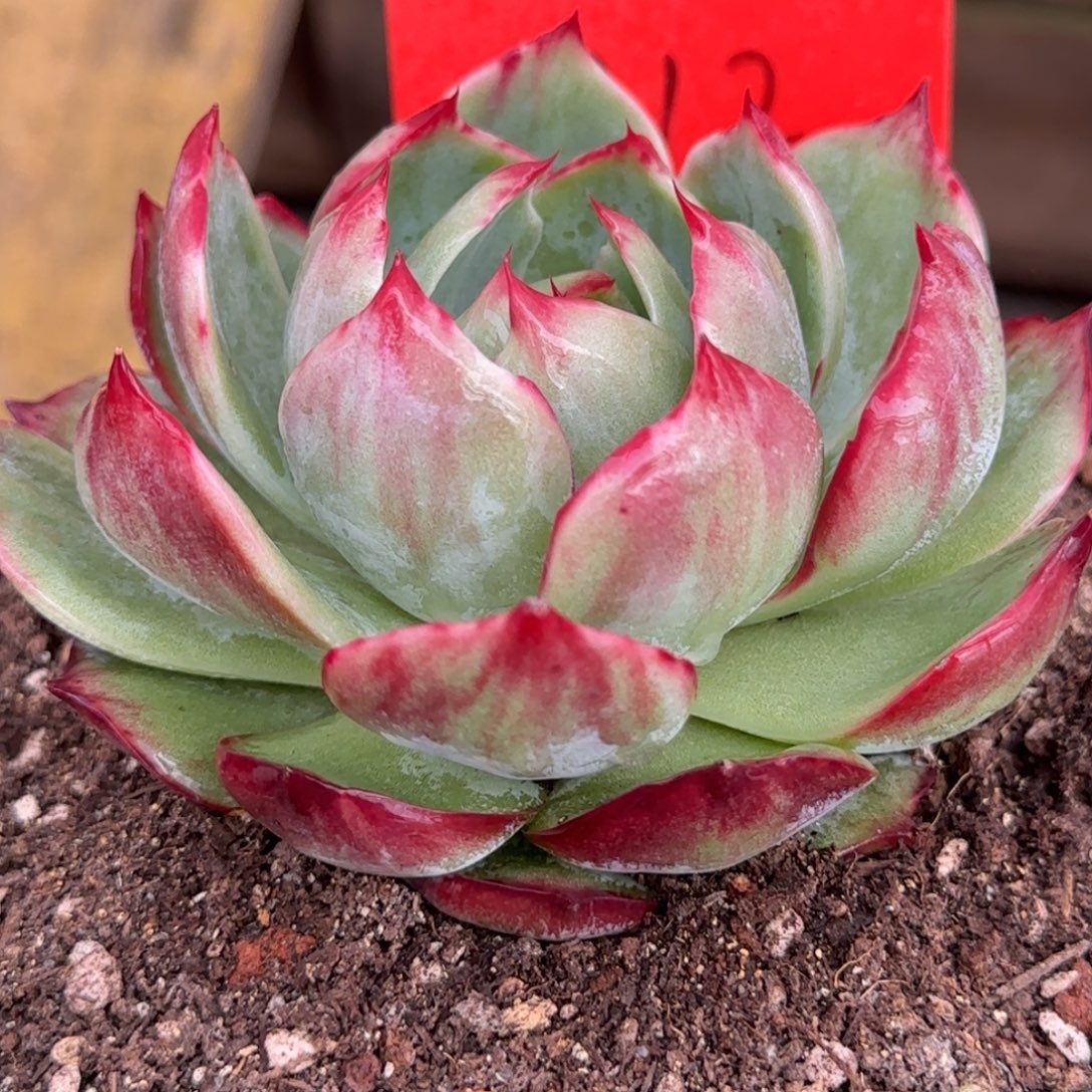 花脸拉丝惊鸿一物一拍包装收缩花旱212