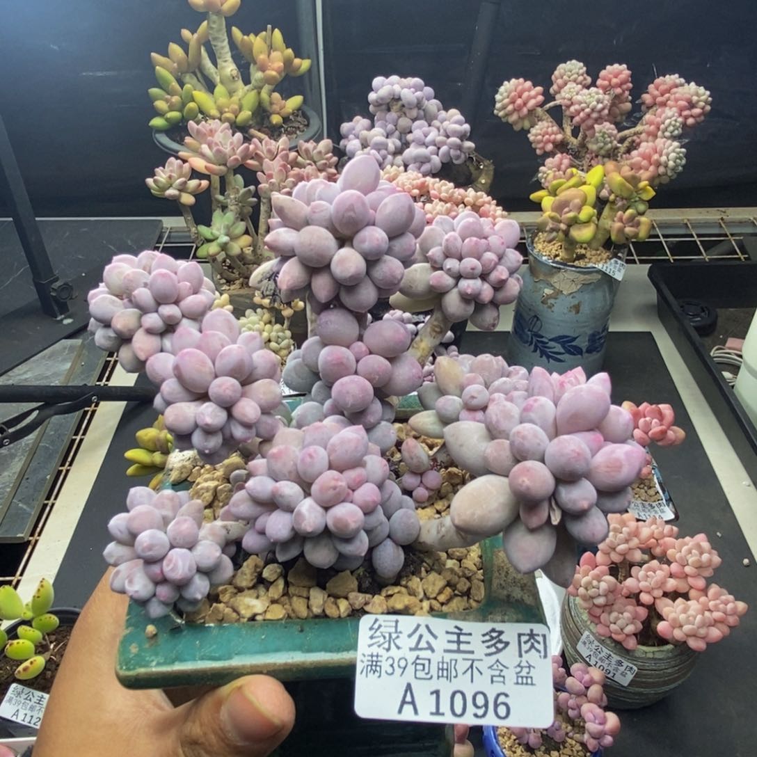 当*096香水手指奶多肉10c m