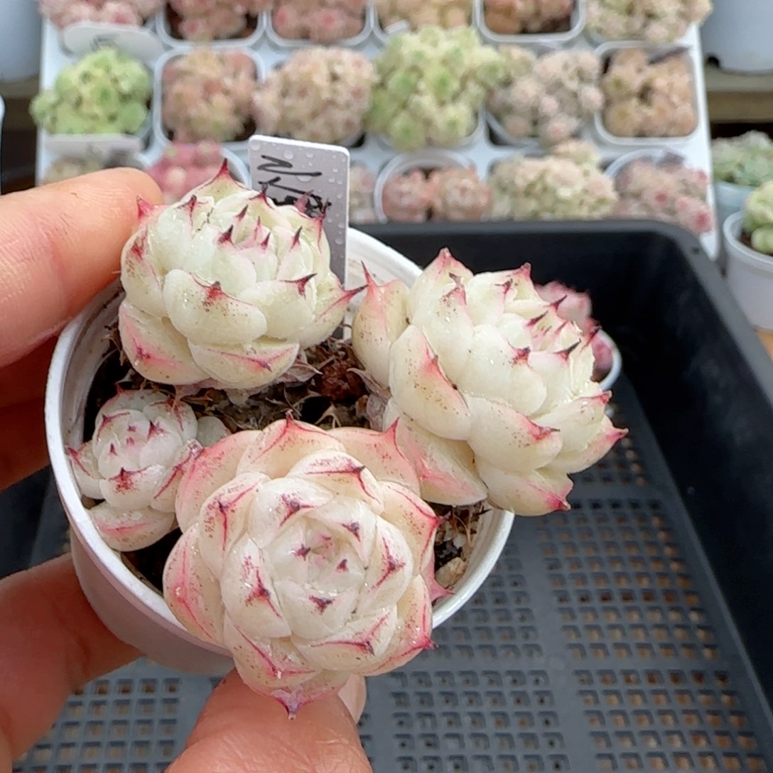 【闪购商品】0206-8边线小魔仙