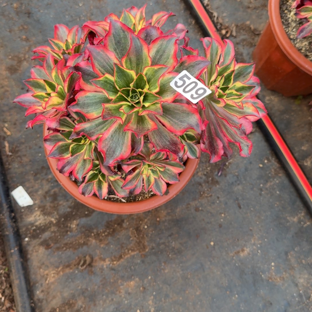 509多肉植物魅影有干伤