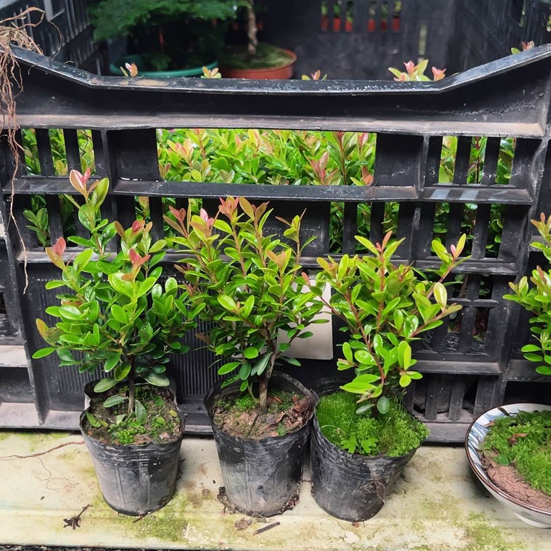 1小叶赤楠居家办公绿植