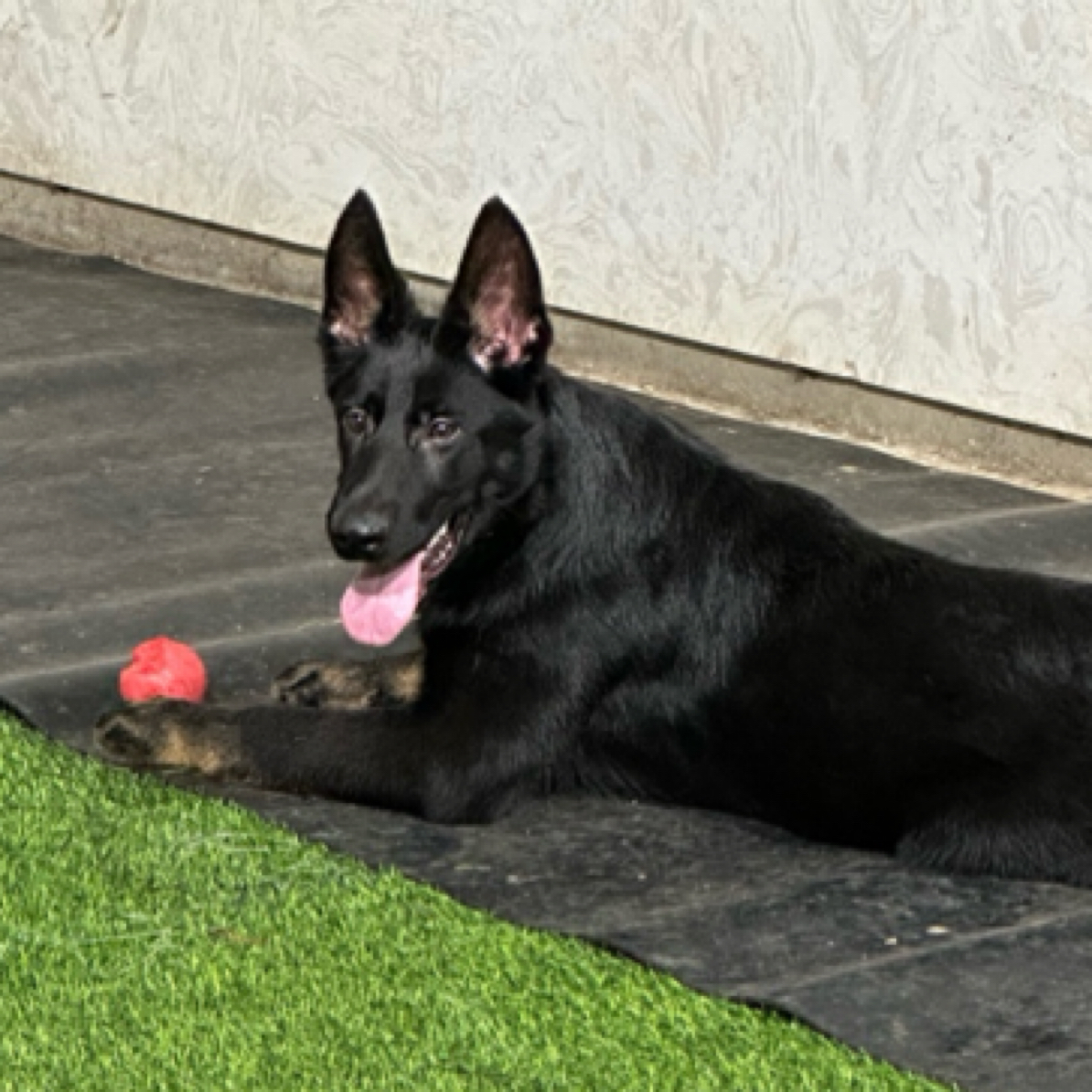 进口种公阿瑞斯儿子