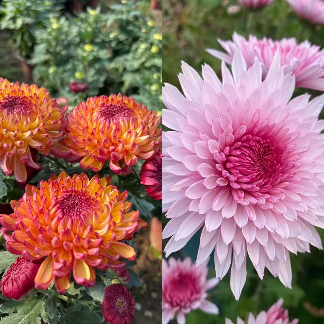 九月菊【荷塘月色➕变色龙】花后根断枝不售后