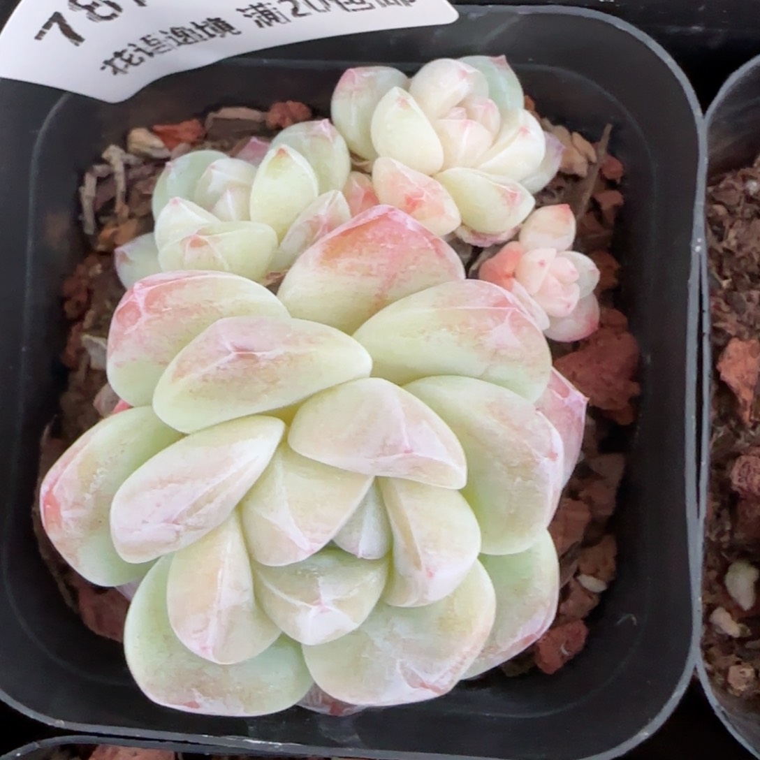 花语逸镜0204-787