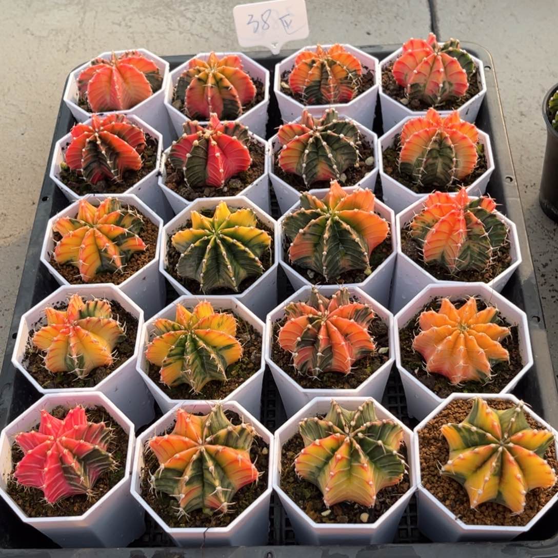 实生肋骨锦 福利每颗38米任选