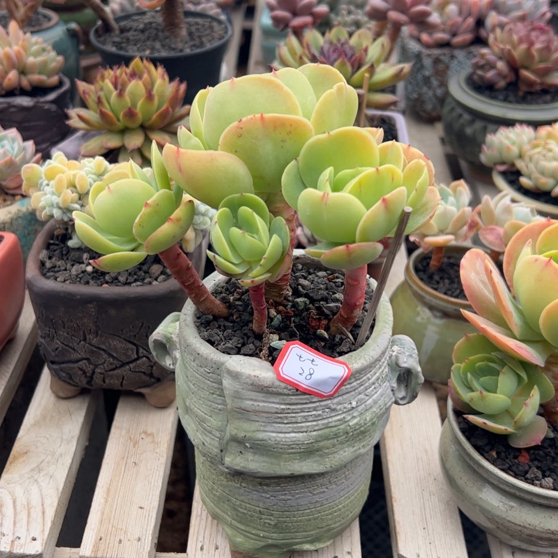 多肉植物多肉植物