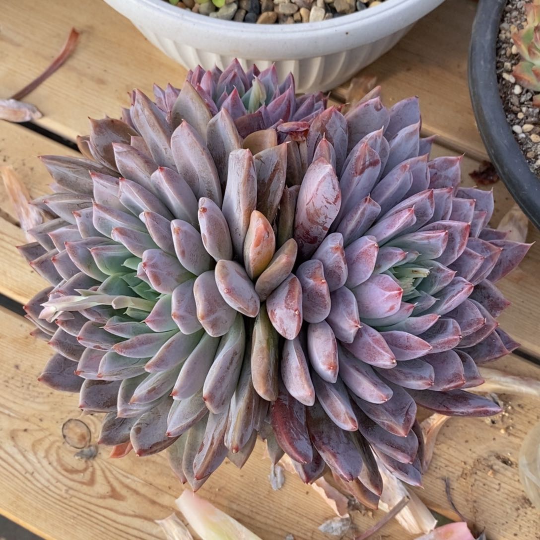 可问主播品种，下滑链接更多品种多肉选择