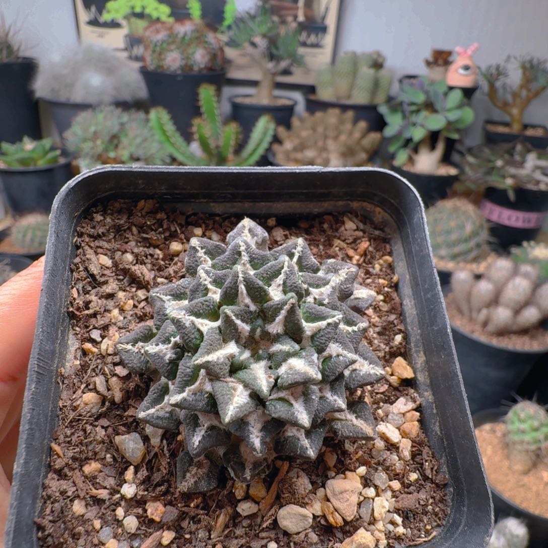 213自根黑牡丹带盆发货