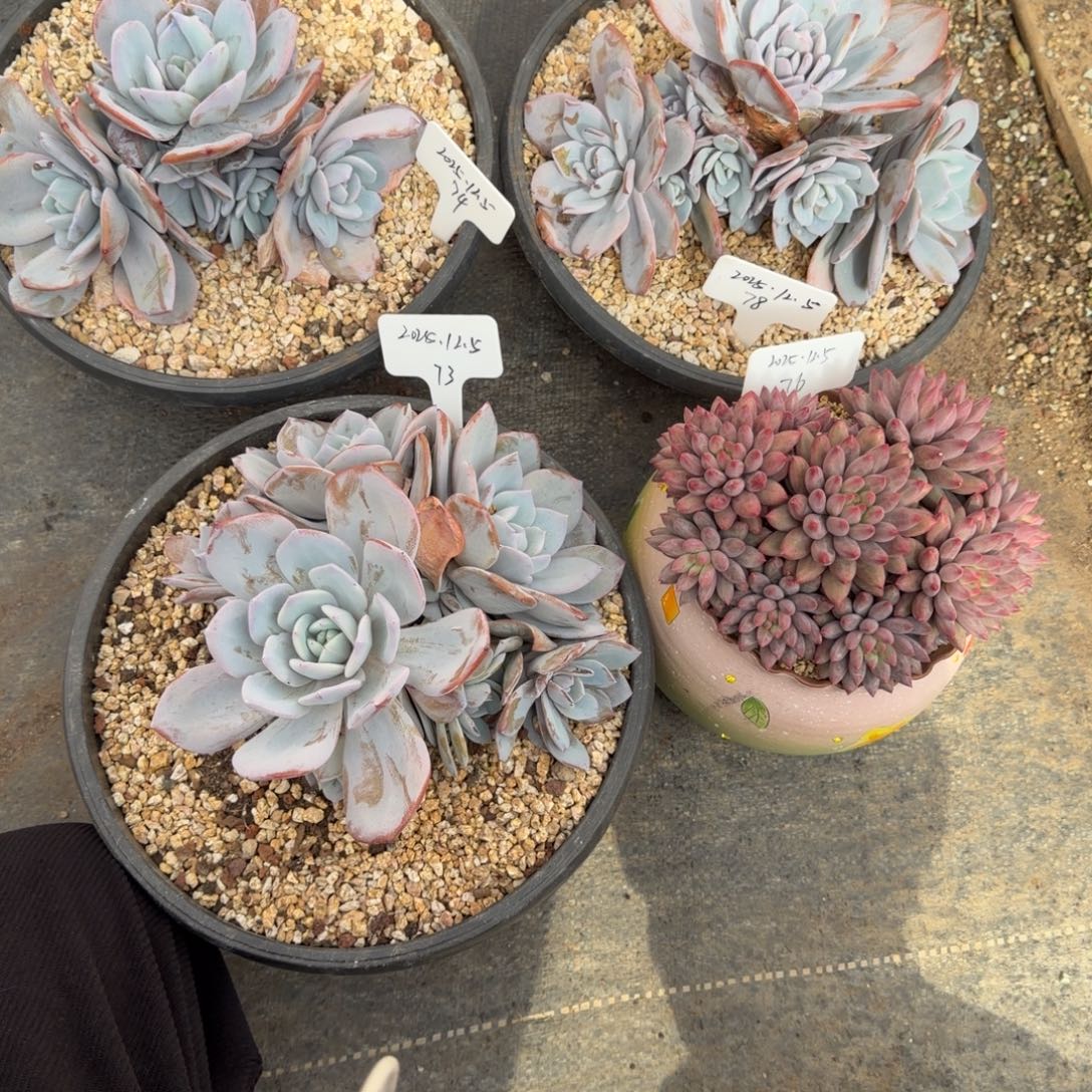 .***鱿三颗奶茶一颗车厘子打包