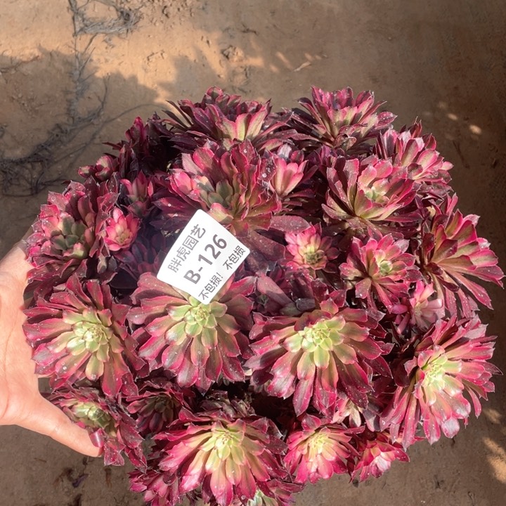 126雪姬多肉法师丛林