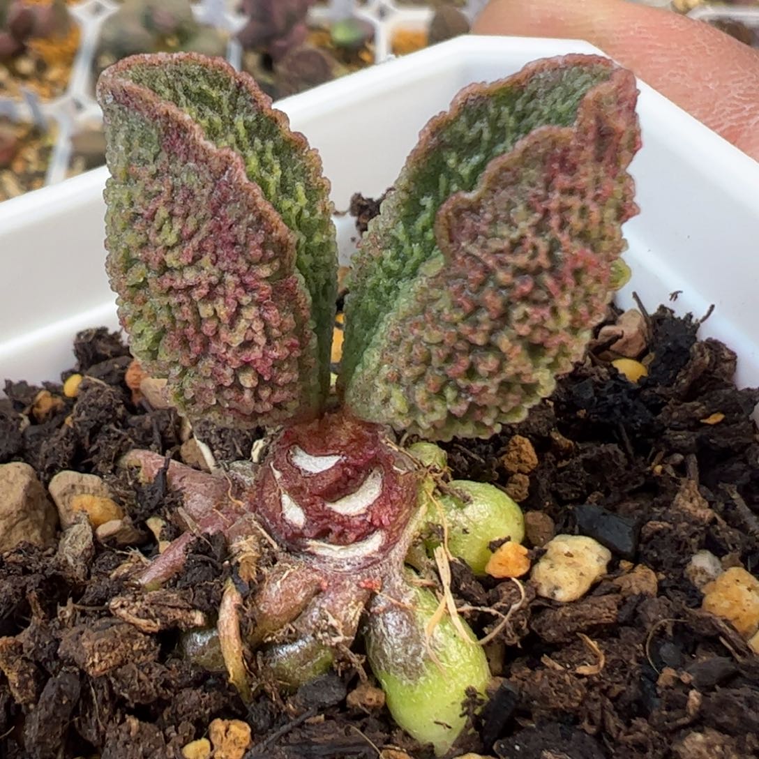 实生新品多肉植物水泡多肉植物