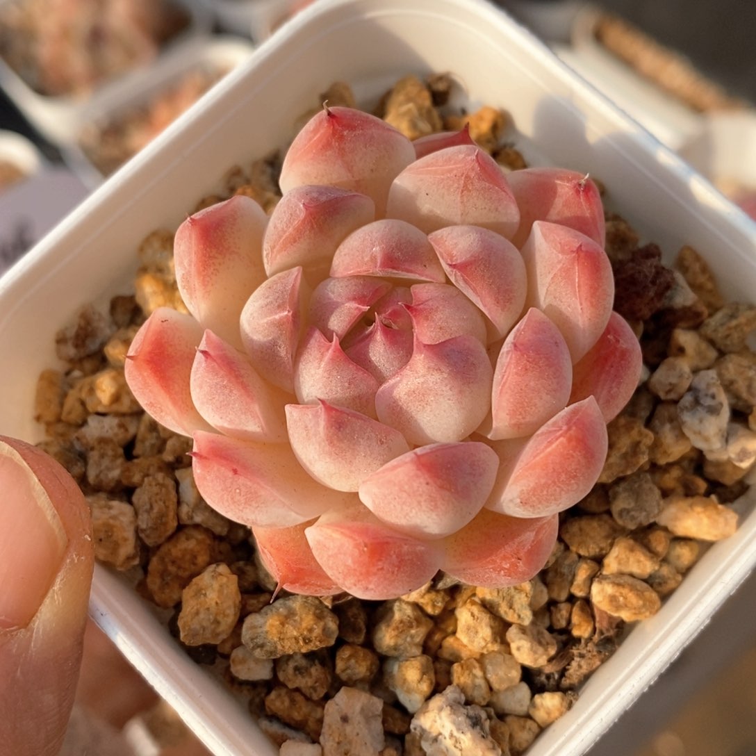 精品多肉一物一拍12