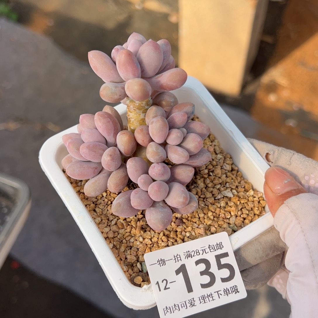 汤圆多肉多肉多肉