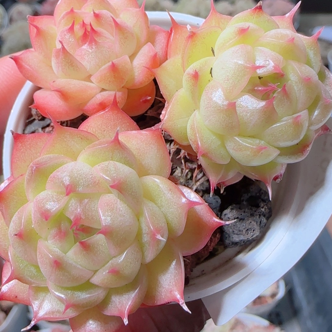 花语多肉1226-20海王散