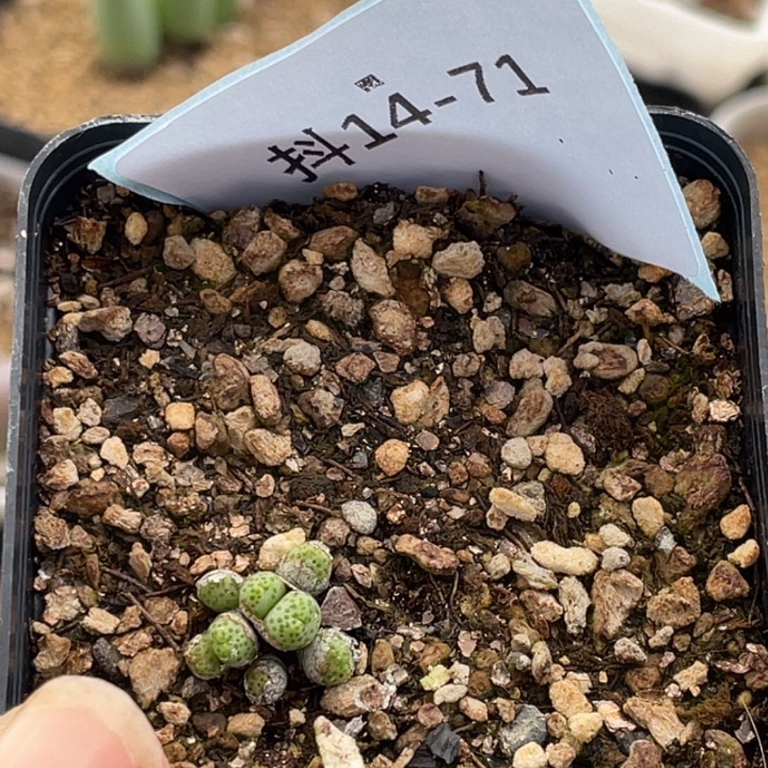 明***丢14-71肉锥多肉植物