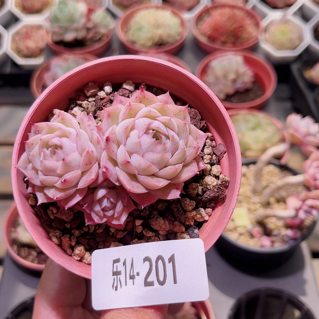 乐然14-201 云梦仙子