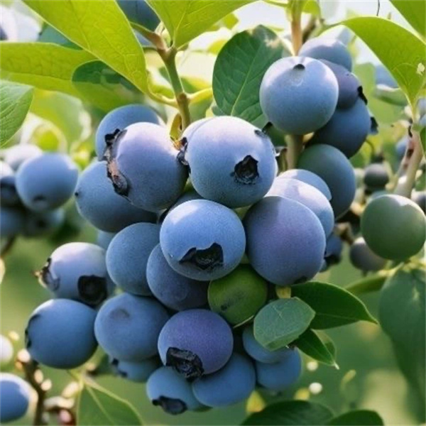 薄雾白灯笼花盆栽地栽阳台庭院 易种植南北方可种植