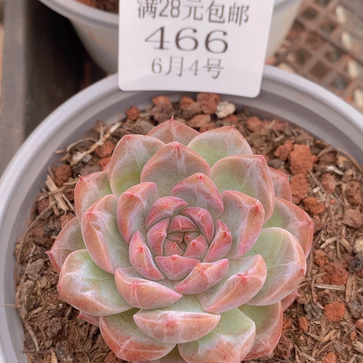 【闪购商品】云466号