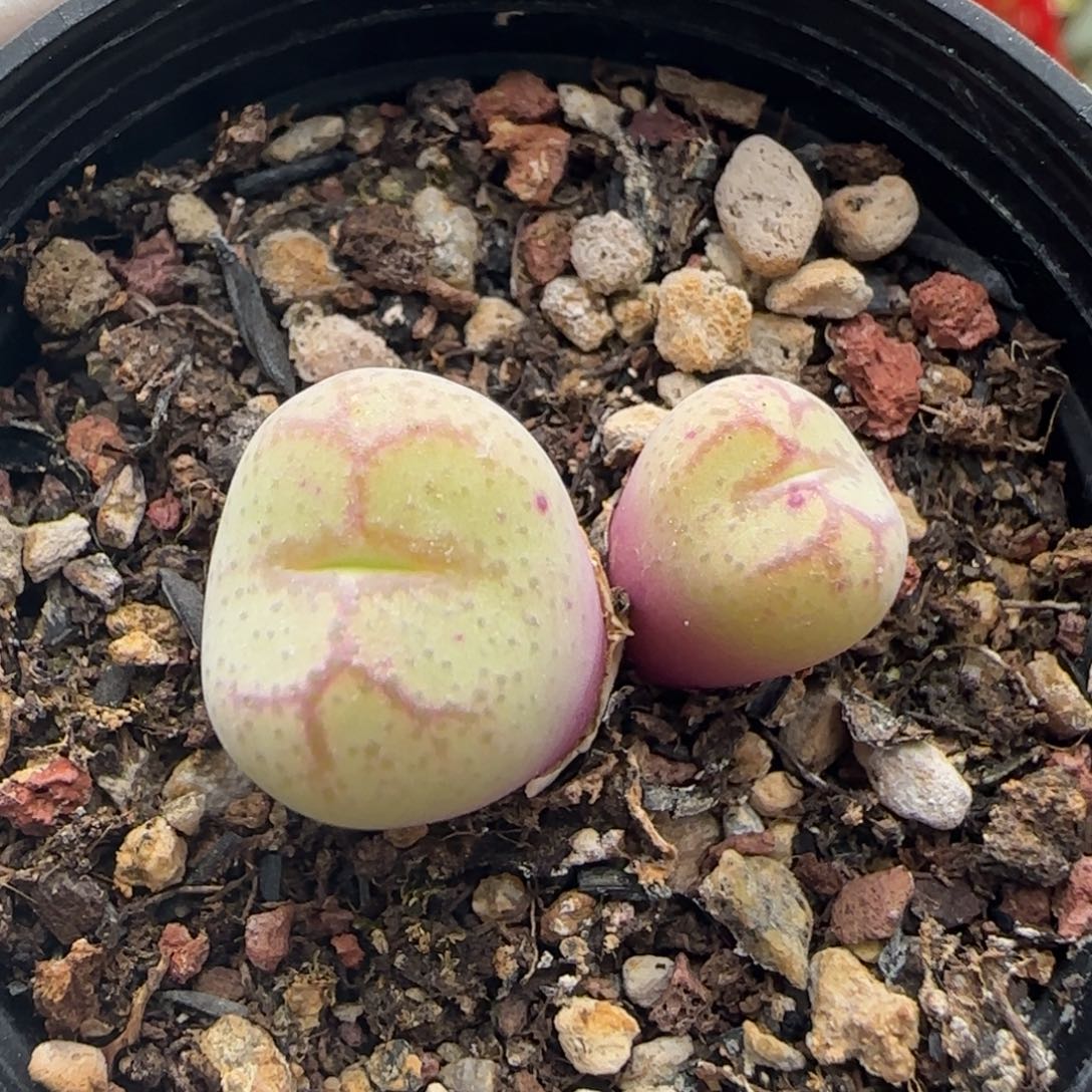 5-11-5-1当天满38包邮福利母本猴脸脱土