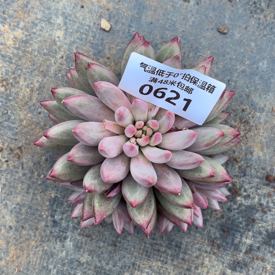 依*0621流沙虞美人