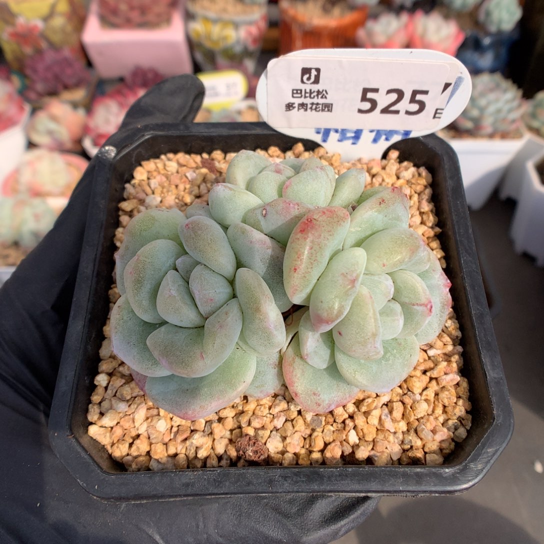 南***豆525 冰玉石化多肉
