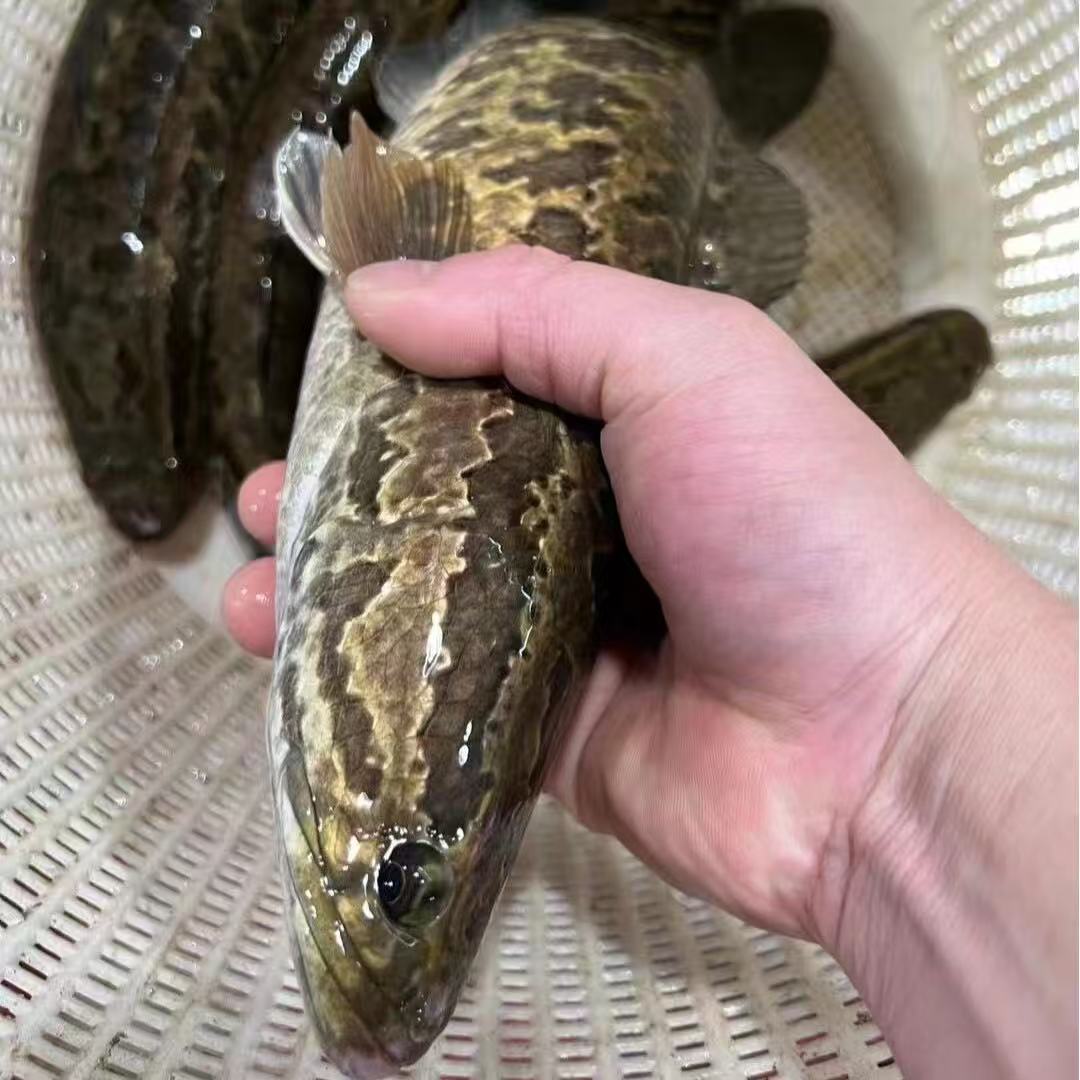 现抓野生鱼 杂鱼 什么鱼都有捞 空网重新捞到有为止