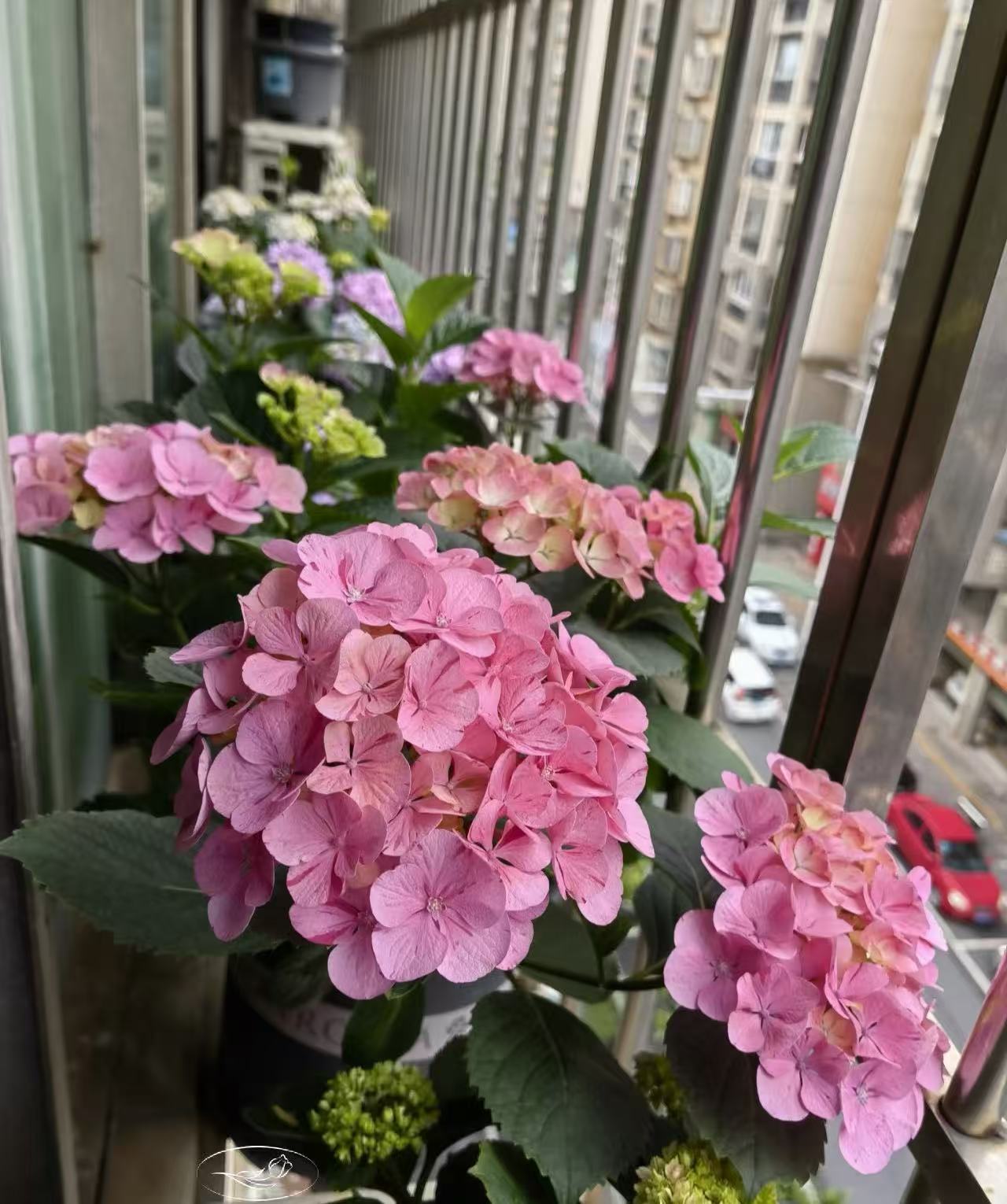 （甜蜜幻想）不售后，爆花机器，单瓣大花绣球花适合阳台庭院种植