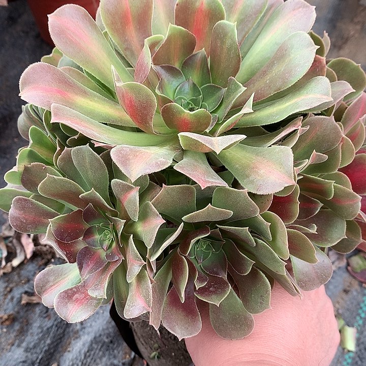 105拿铁多肉植物