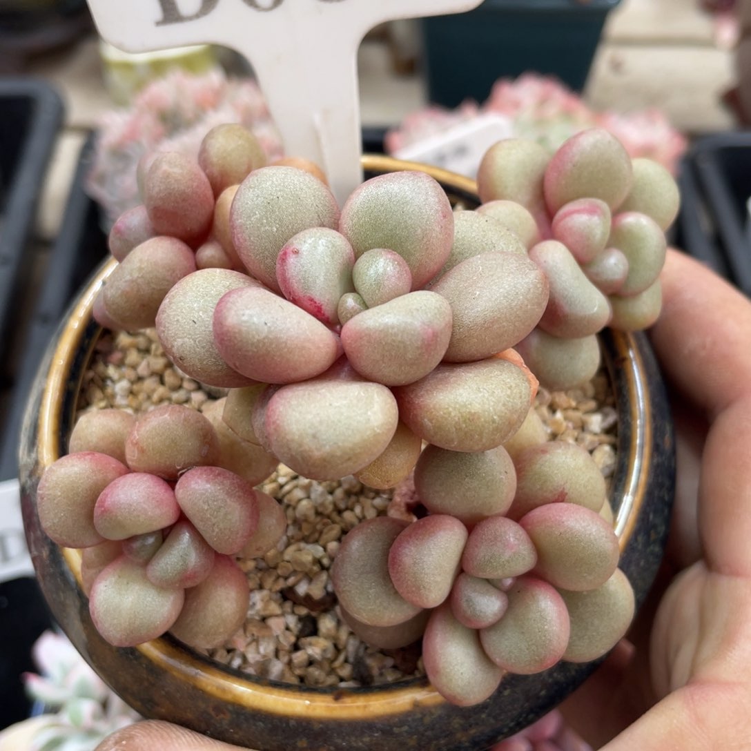 087先锋派不带盆11厘米