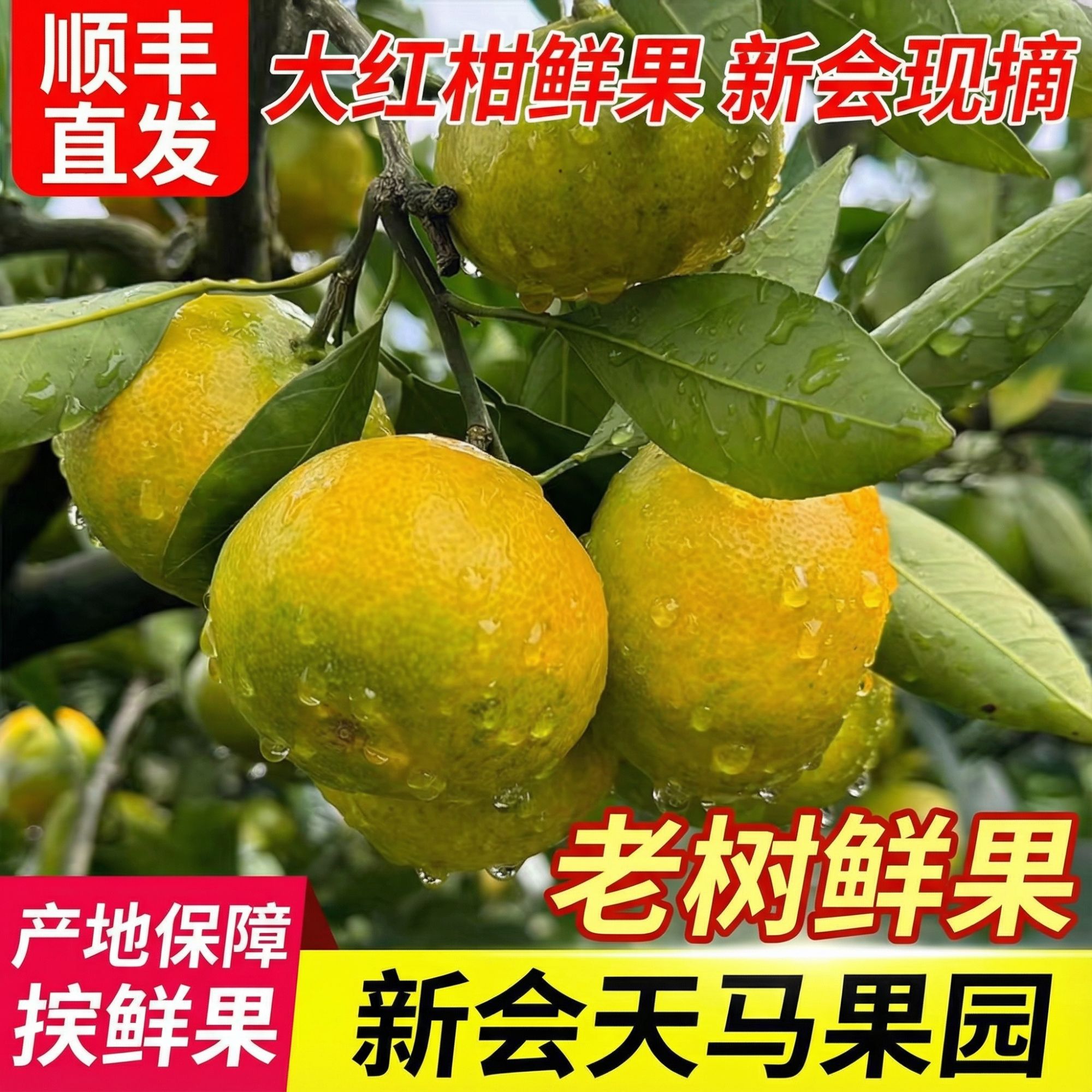 【新会天马茶枝柑】大红皮（微青）新会柑鲜果晒陈皮专用圈枝鲜果广东省