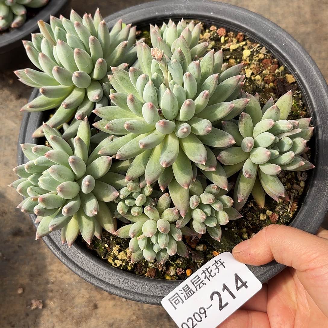 雨**.同温层多肉流星雨214