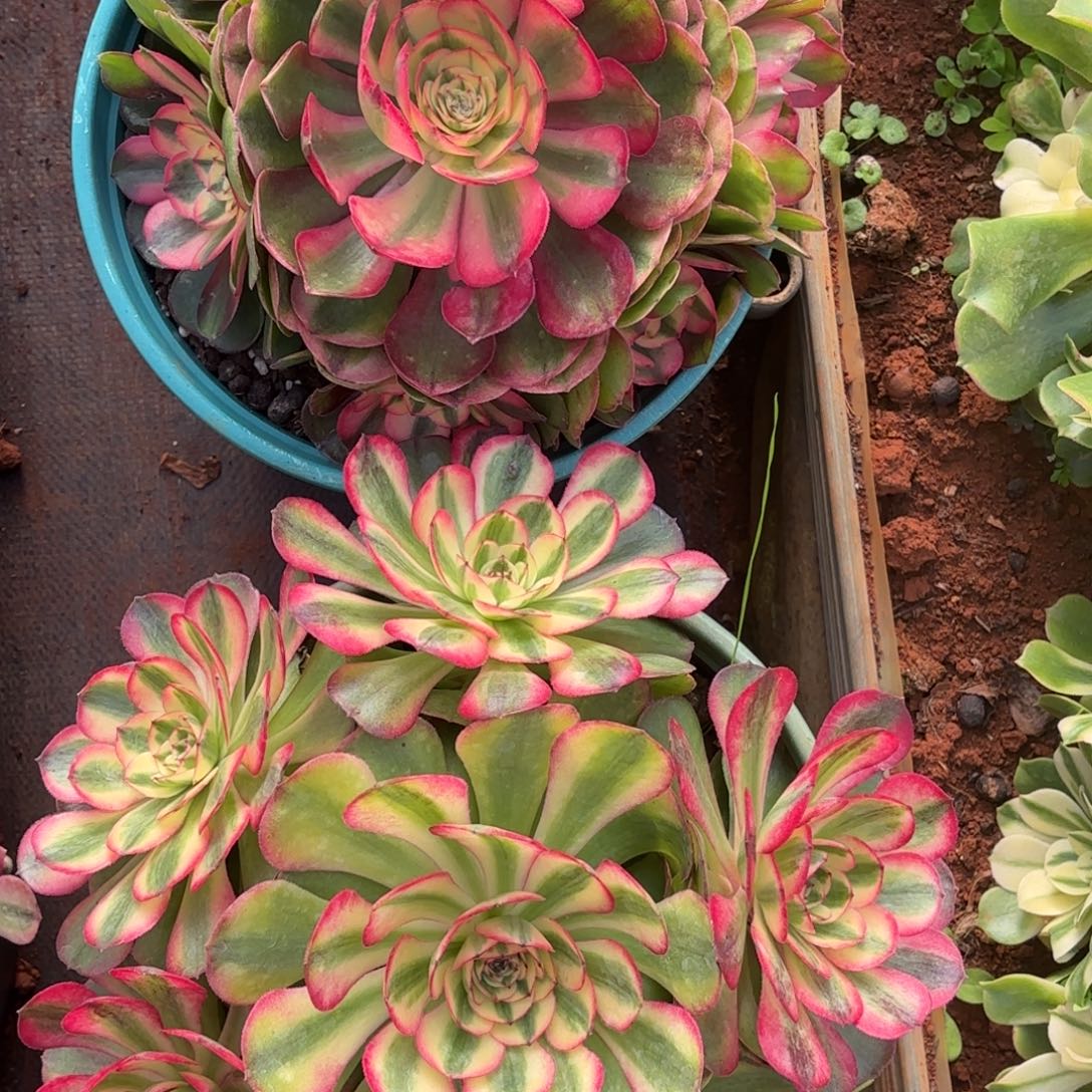 云南多肉植物荔枝