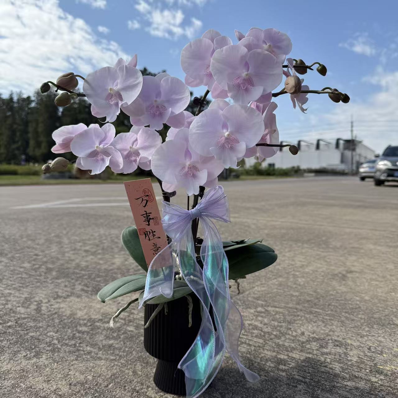 蝴蝶兰【蜜雪】欧品带花带花苞 好养耐养  送人送礼 基地直发