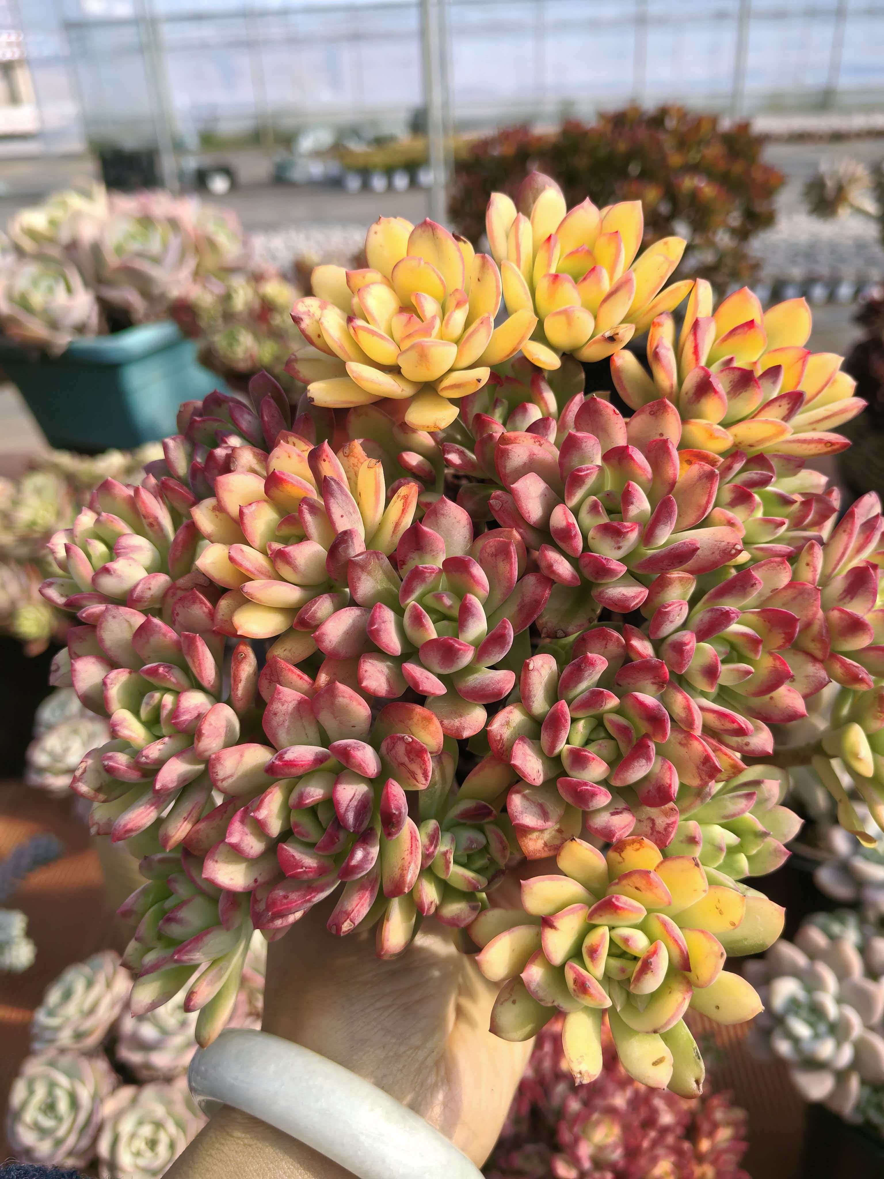 【叮当锦】带盆发货阳台好彩色室内易养多肉绿植盆栽露养多肉植物