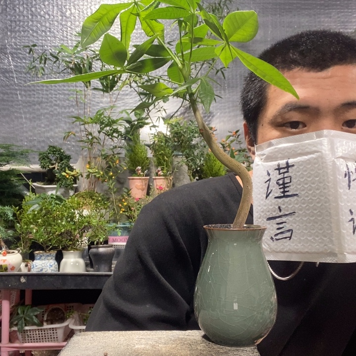 老****以实际为准盆景绿植盆栽59