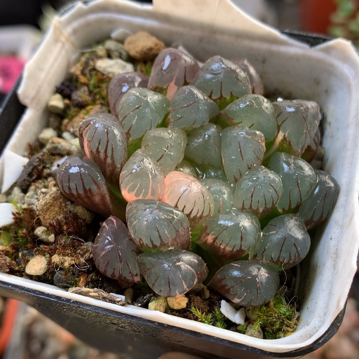 潘式冰灯玉露锦带盆土发货